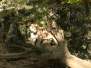  Lionne sur un tronc d'arbre (zoo de la citadelle)